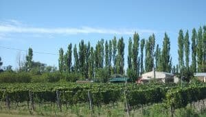Bodega Familia Camargo