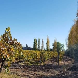 Iudica Vinos