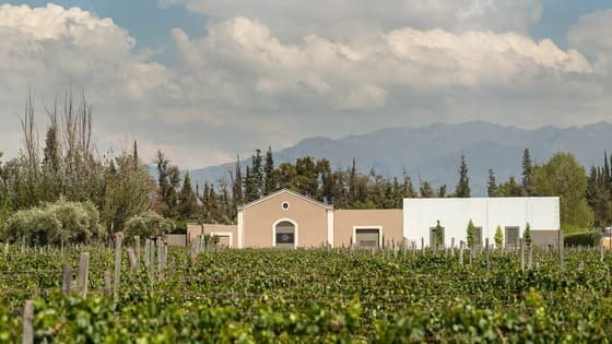 Martino Wines